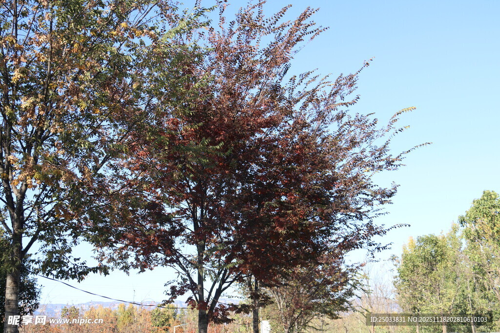 秋日红叶树木风景图