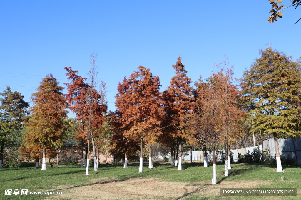秋日多彩树林景观