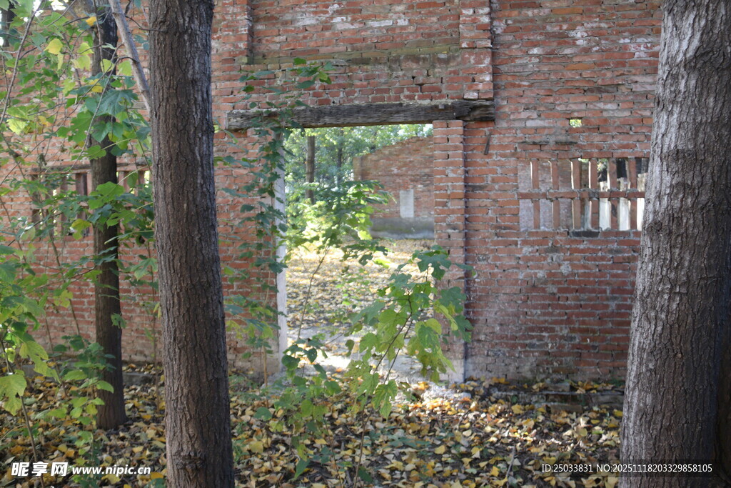 废弃砖墙旁的林间景象