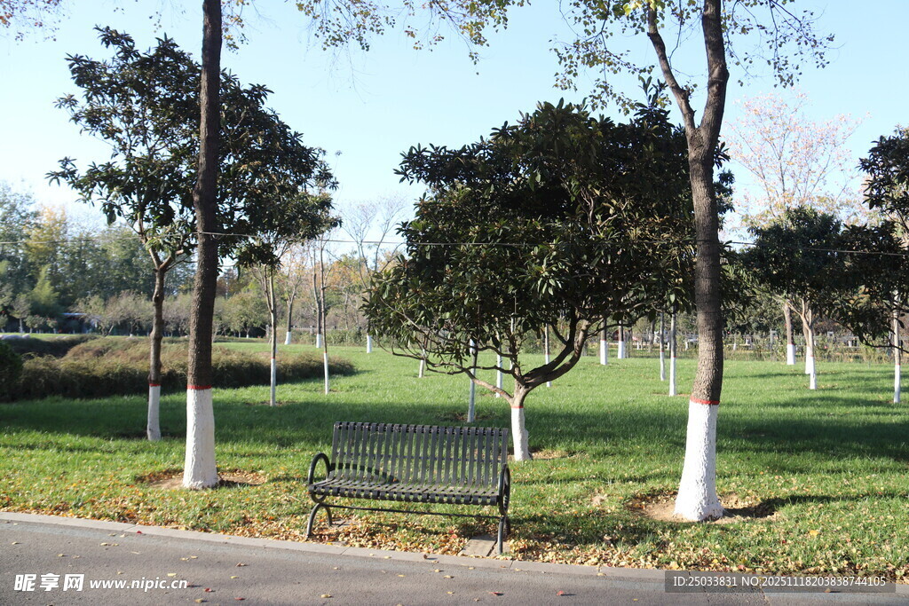 公园长椅旁的静谧树木