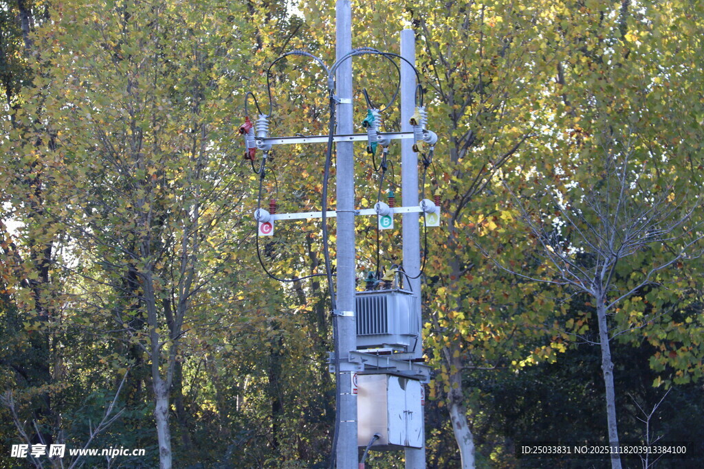 户外电线杆与茂密树林