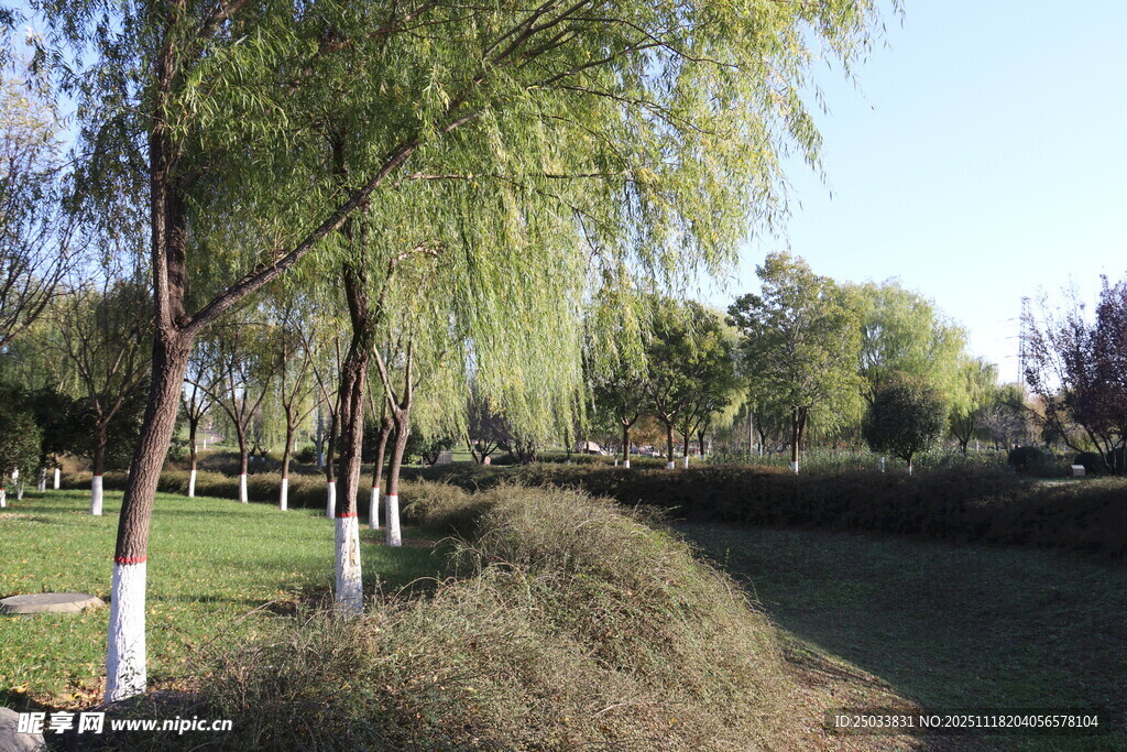 公园垂柳景观