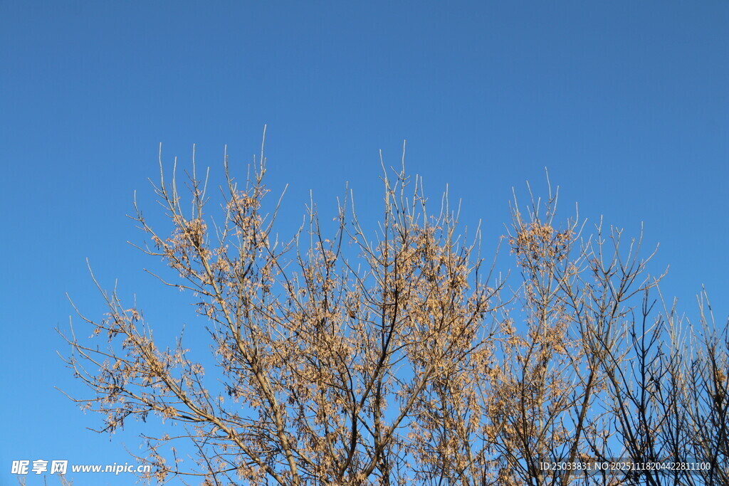 蓝天映衬下的光秃树枝