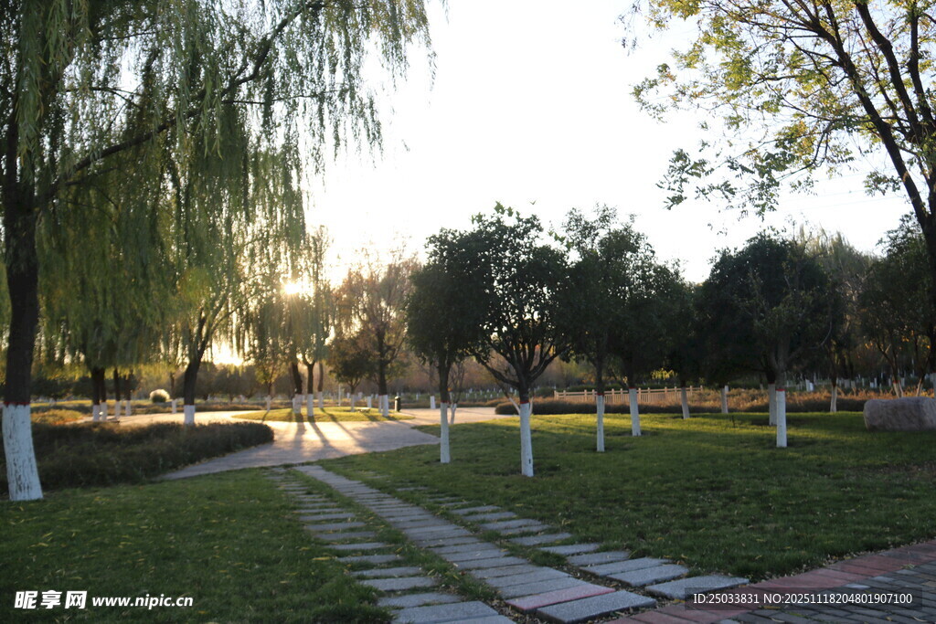 公园小径旁的垂柳与草地