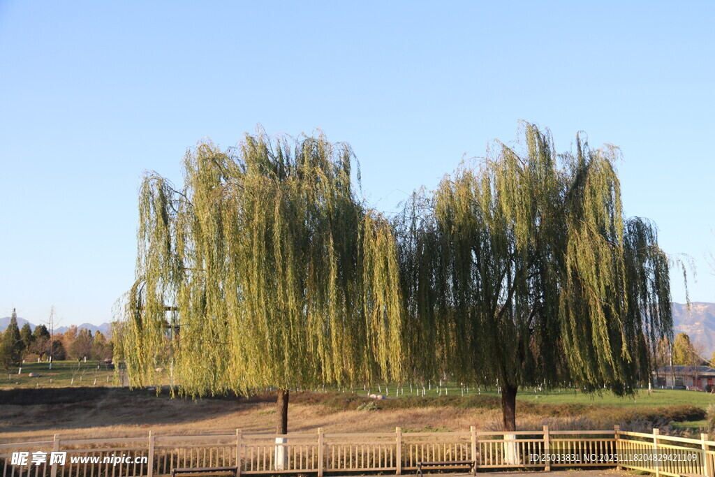 户外垂柳景色