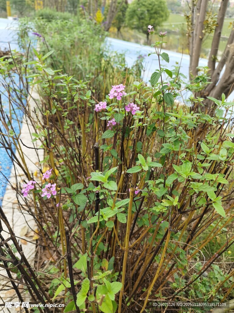 野外绽放的紫色小花