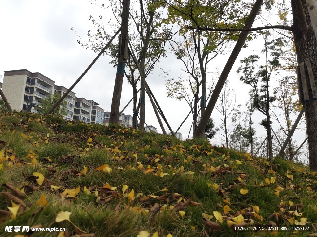 秋日山坡树木落叶景致