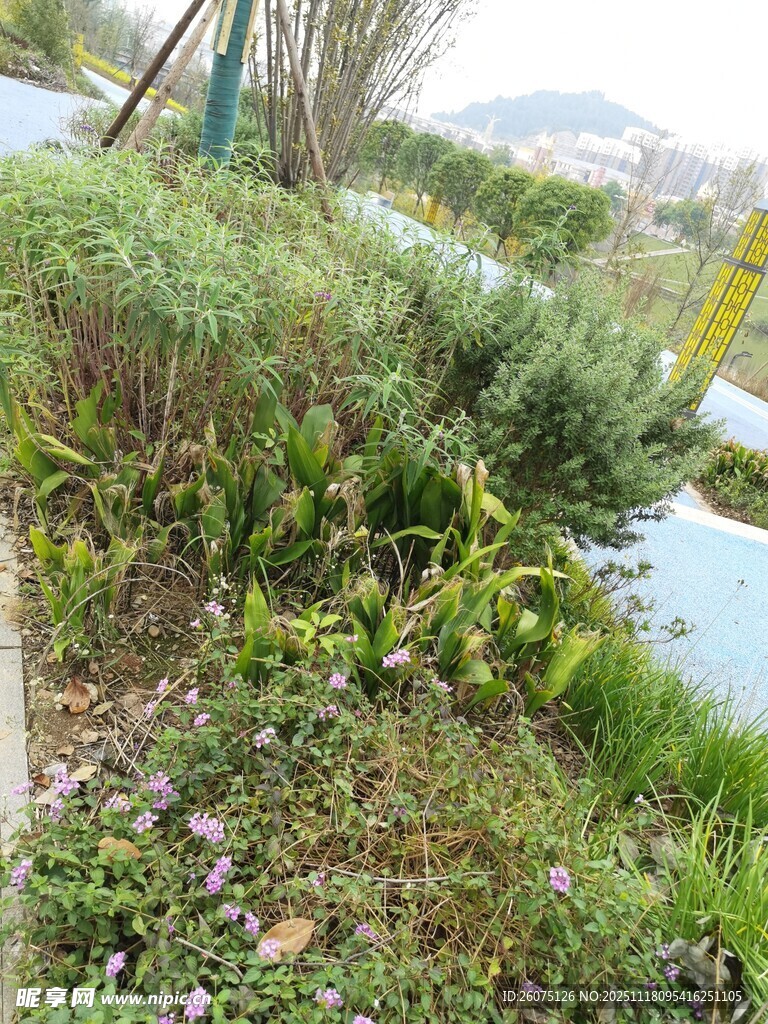 岸边繁茂绿植景观