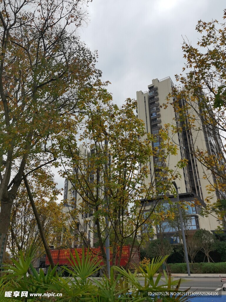 城市中树木环绕的现代建筑