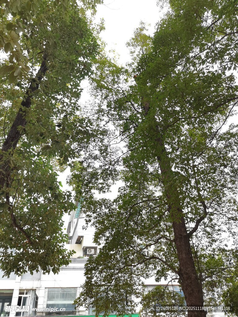 仰视绿树与楼景