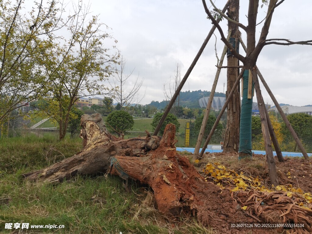倒下的树木与周边景象
