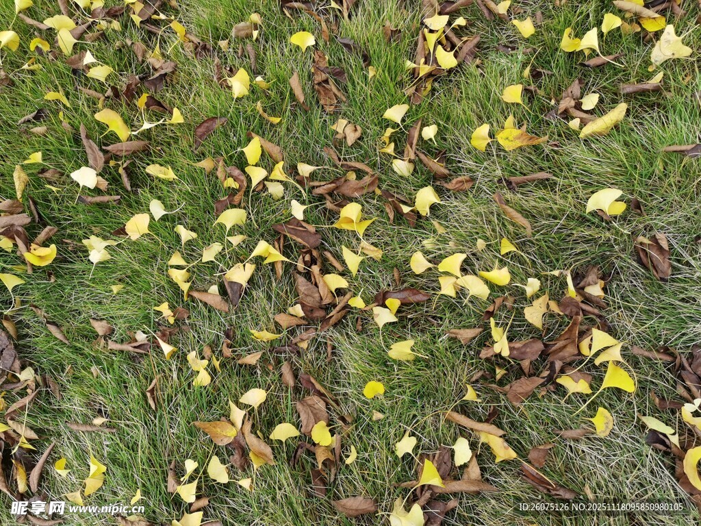 地面散落的黄色落叶
