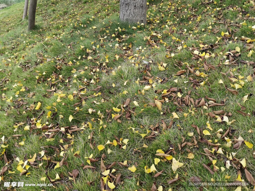 秋日草地落叶景致