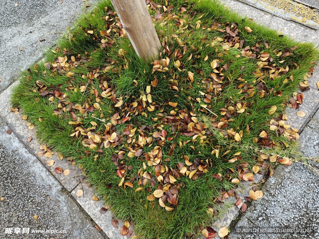 树下落叶覆草地景象