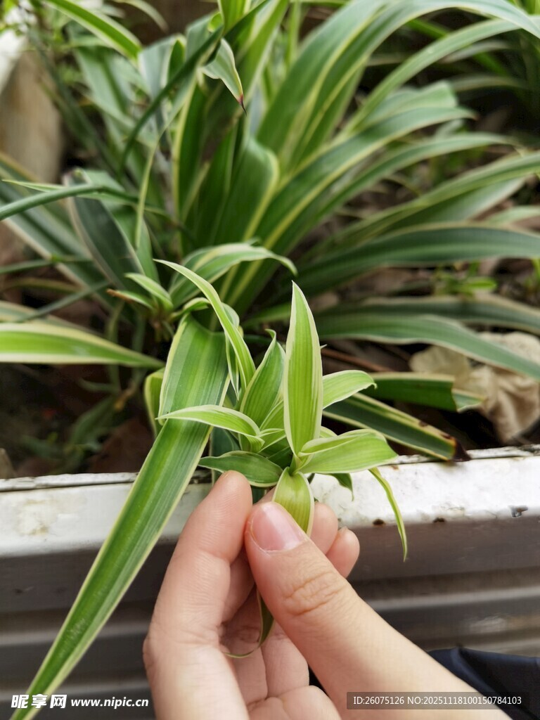 手持嫩绿吊兰新叶