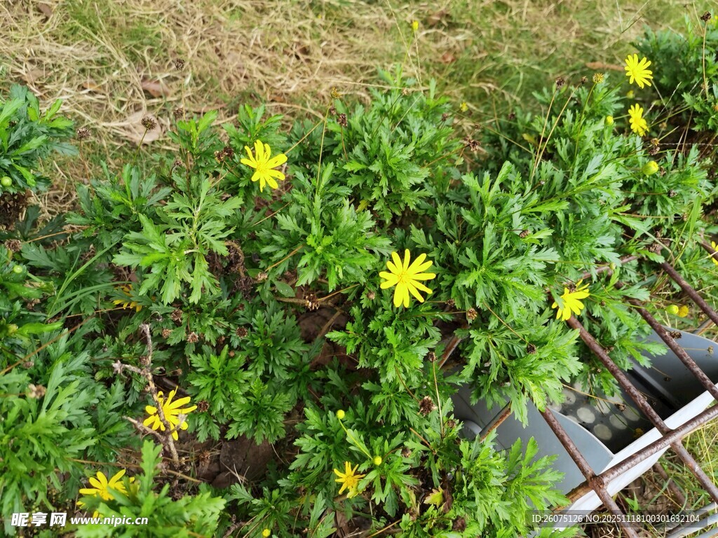 绿叶丛中绽放的黄色小花