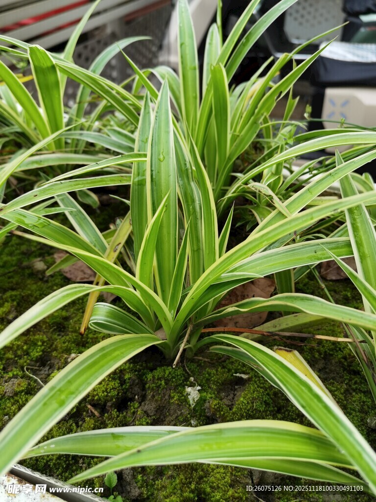 翠绿吊兰叶片清新宜人