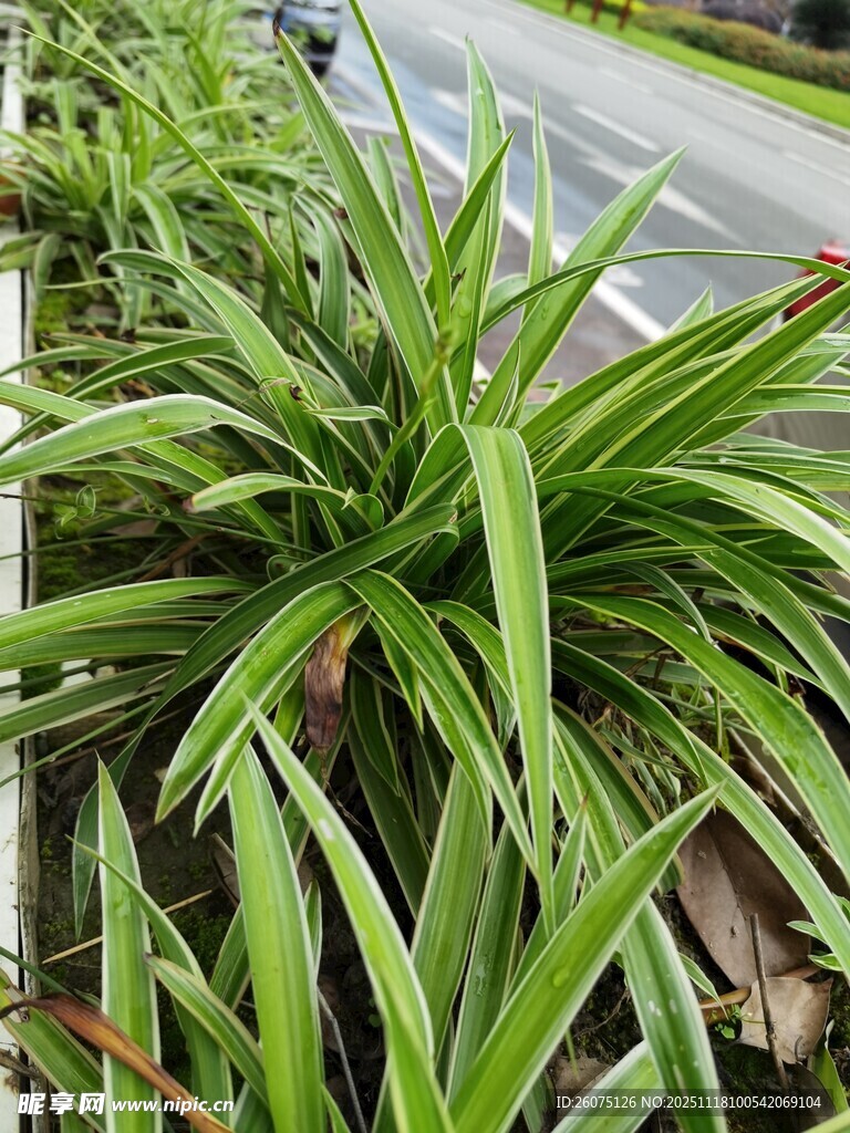 翠绿吊兰生机盎然