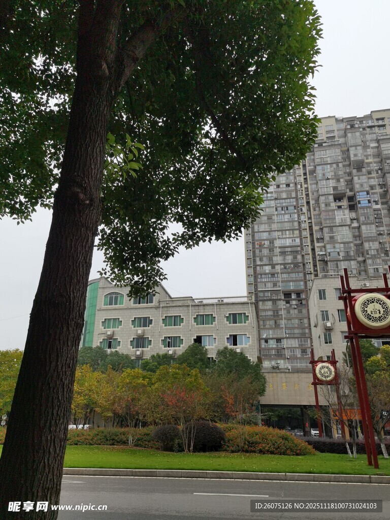 校园建筑旁的绿树景观