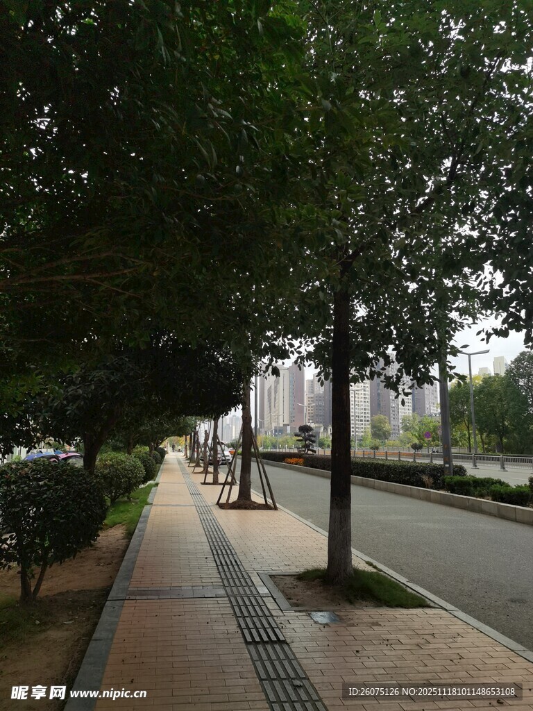 城市林荫人行道风景