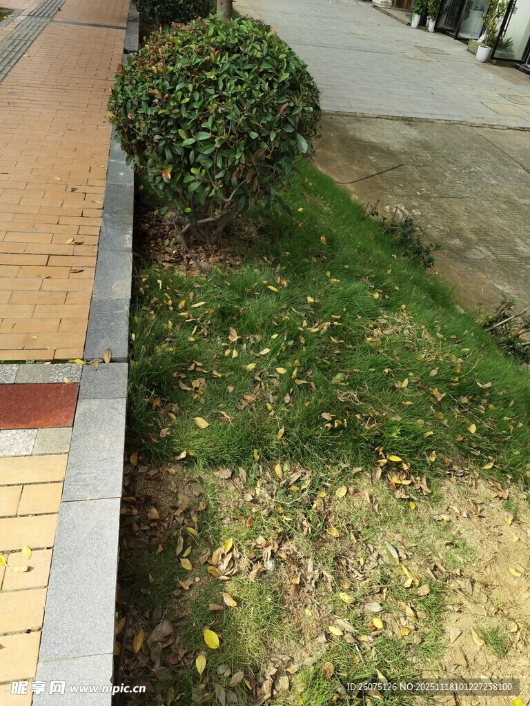 路边绿化带景观