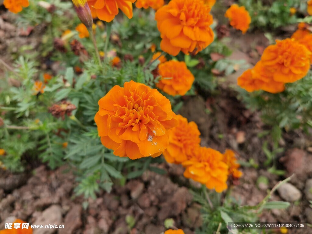 鲜艳万寿菊绽放于泥土间