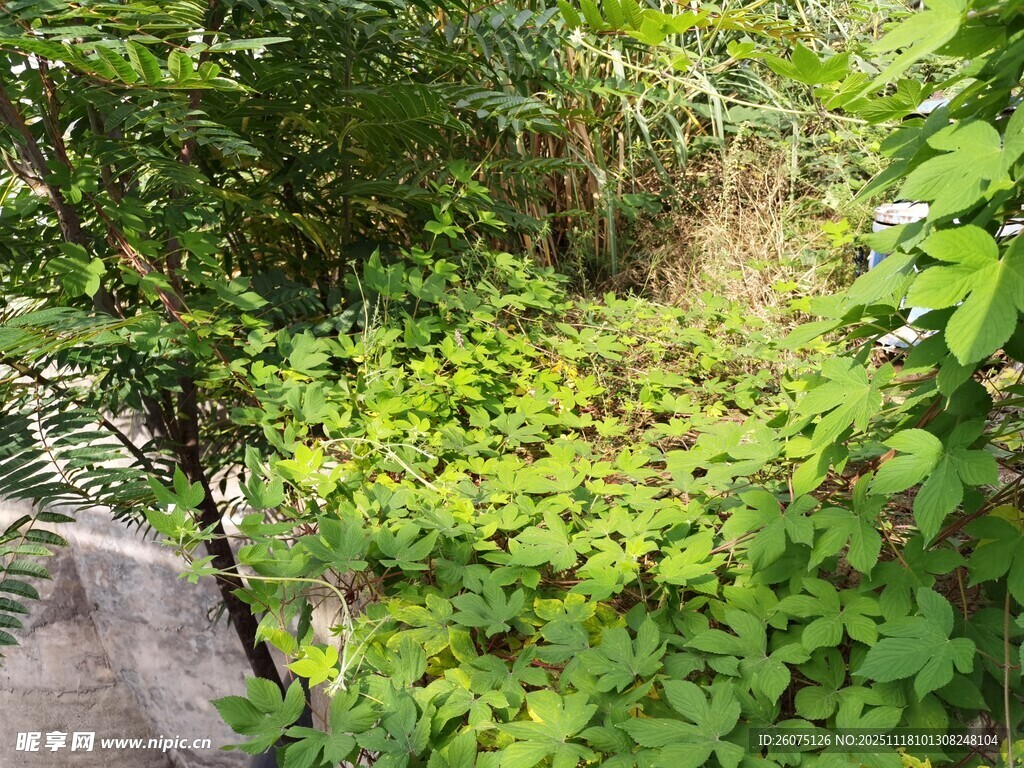 繁茂绿植自然清新景象