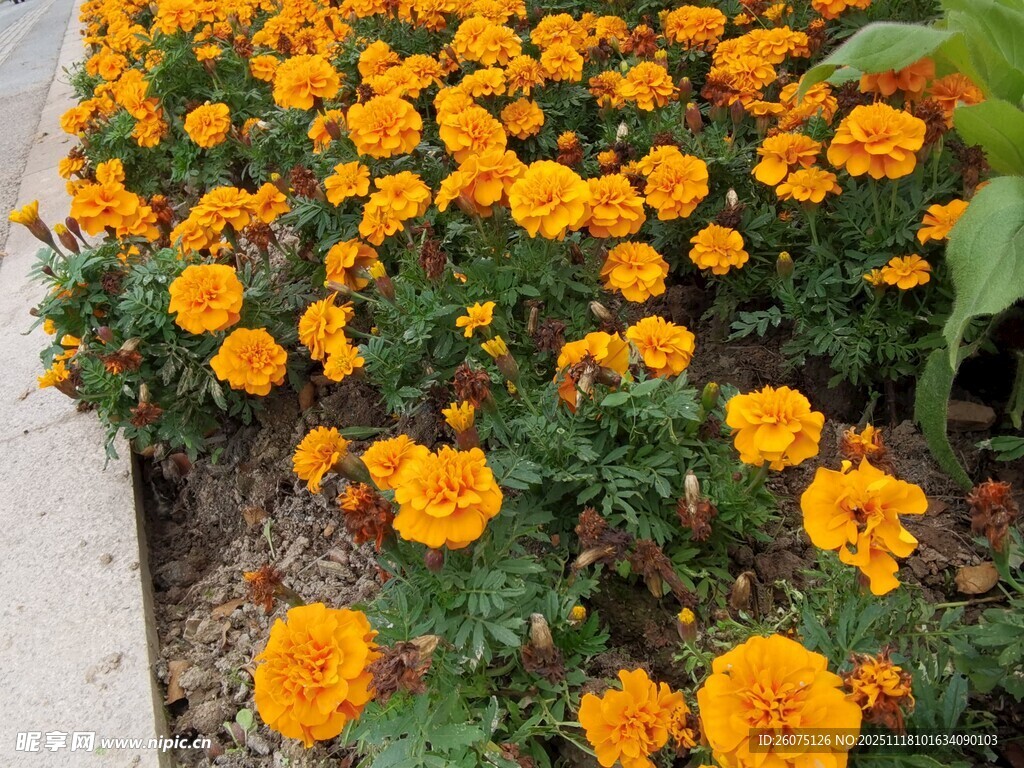 盛开的橙色万寿菊花丛