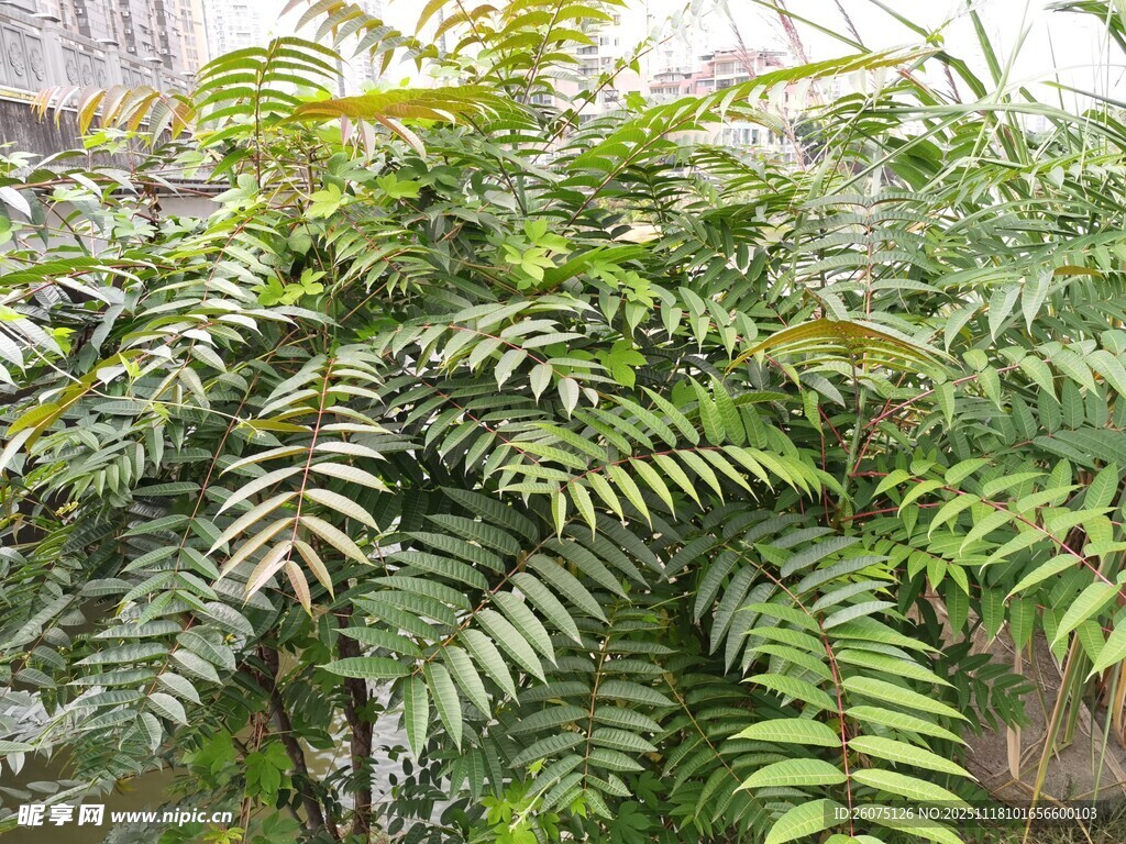 翠绿蕨类植物特写