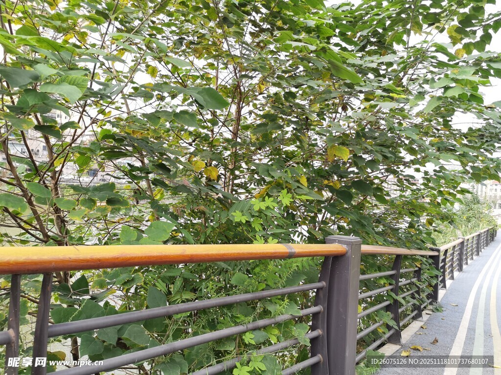 林间栈道绿意盎然的景致