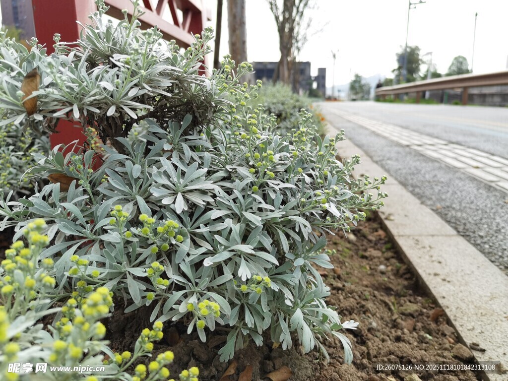 路边绿植景观