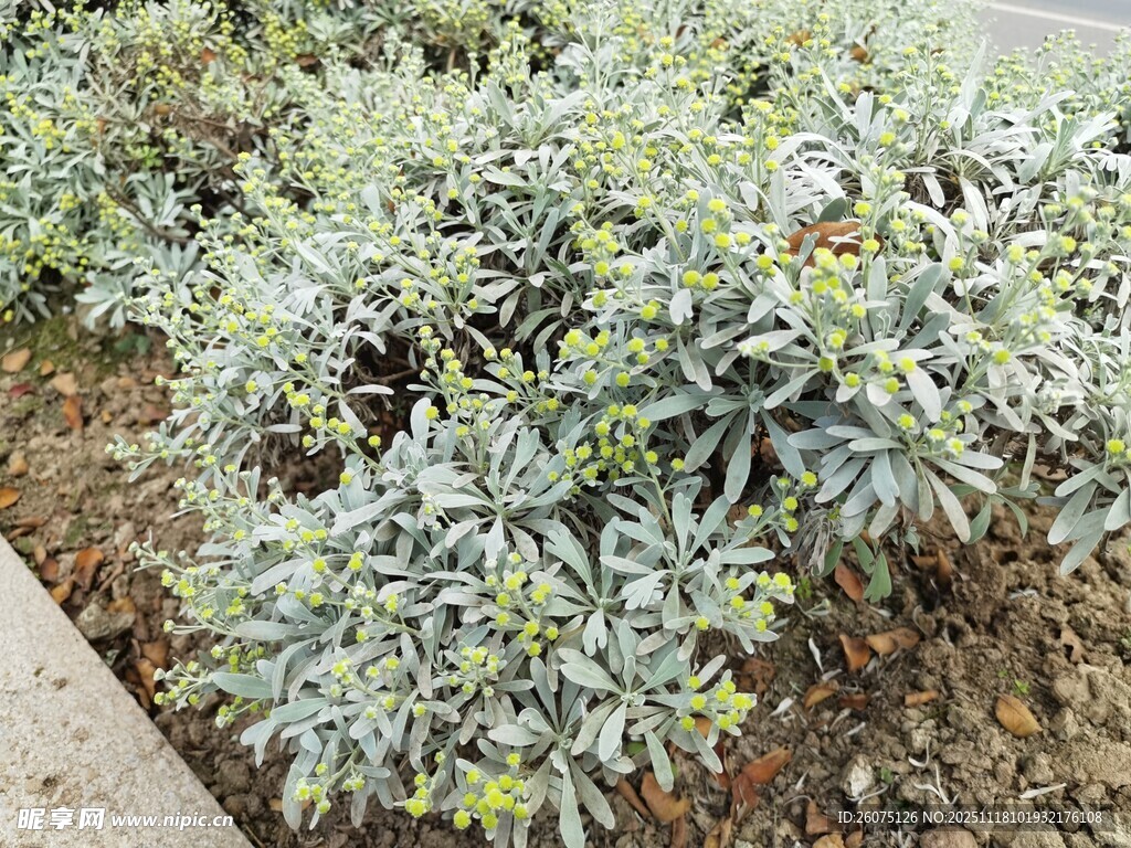路边绿植景观