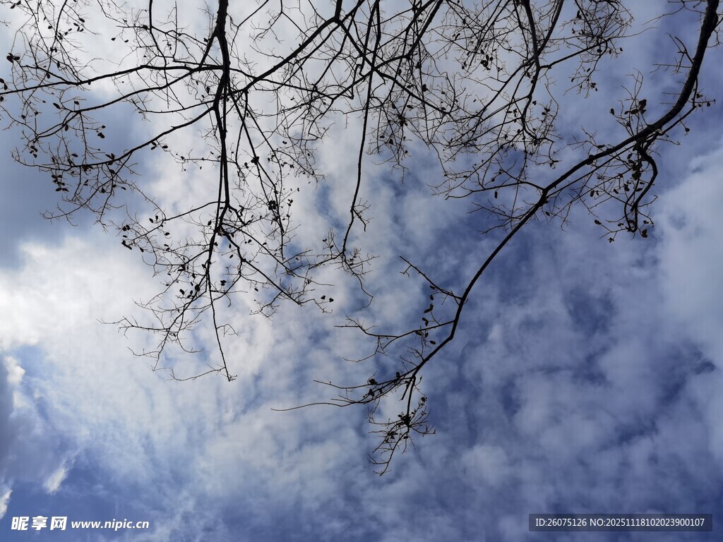 仰望蓝天树枝与云朵