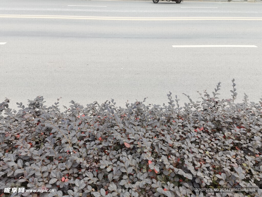 路边覆雪灌木丛