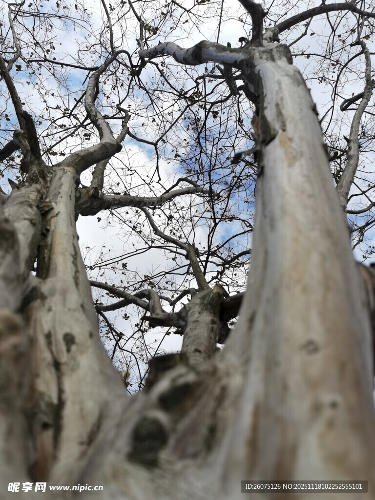 仰视枯树虬枝