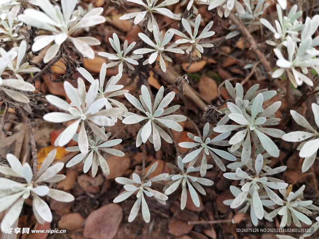 银叶植物特写