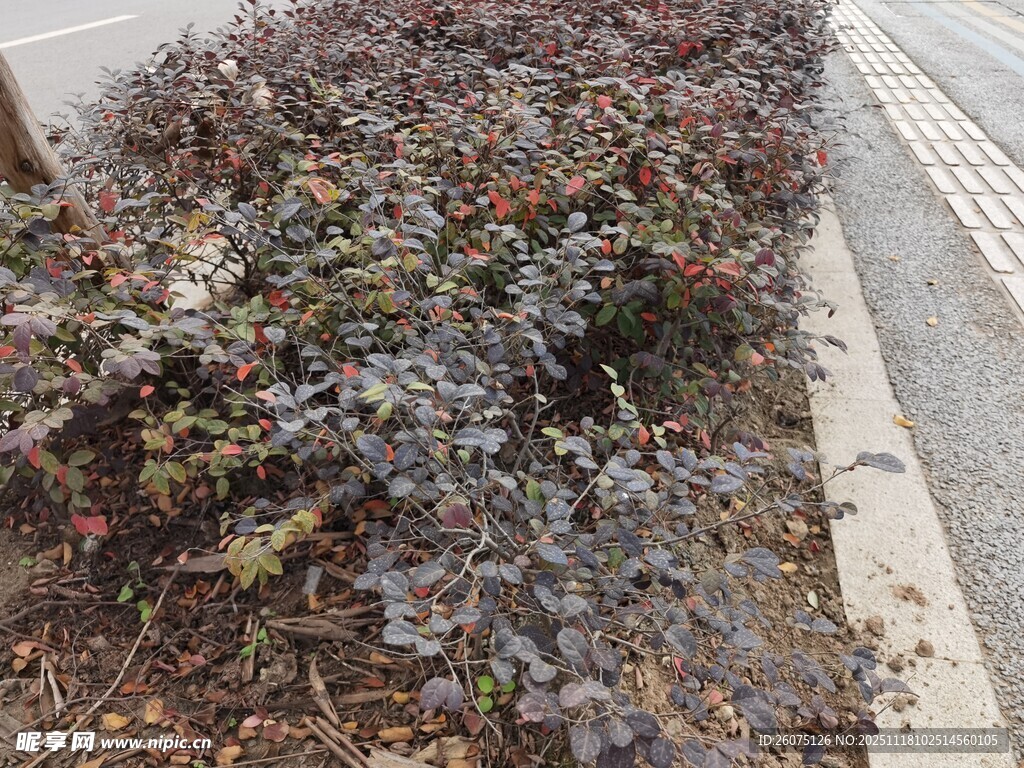 路边多彩灌木丛