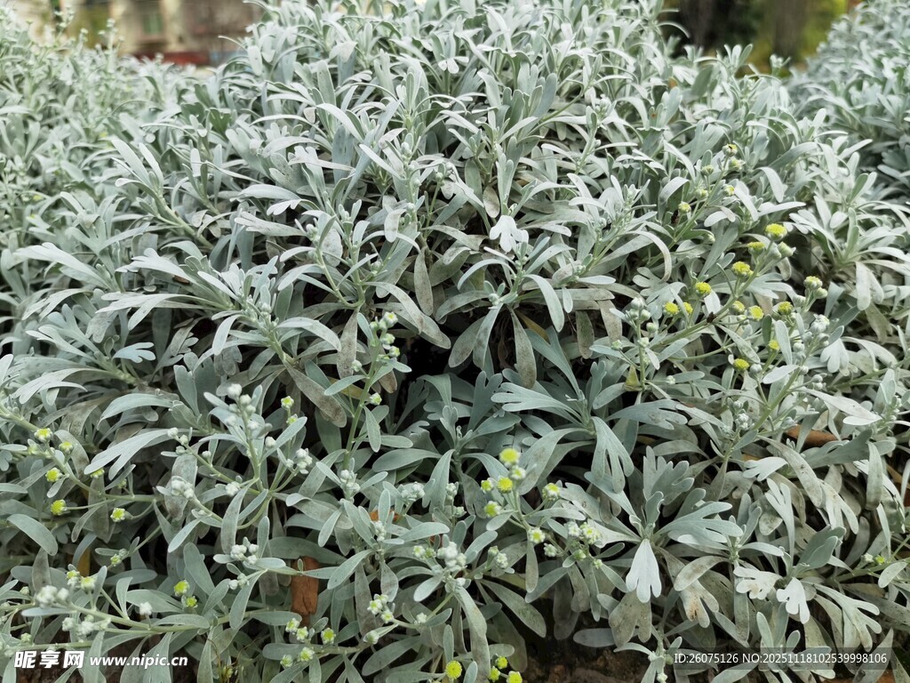 银叶植物特写