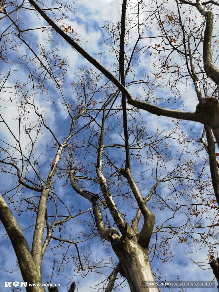 仰观蓝天枯树