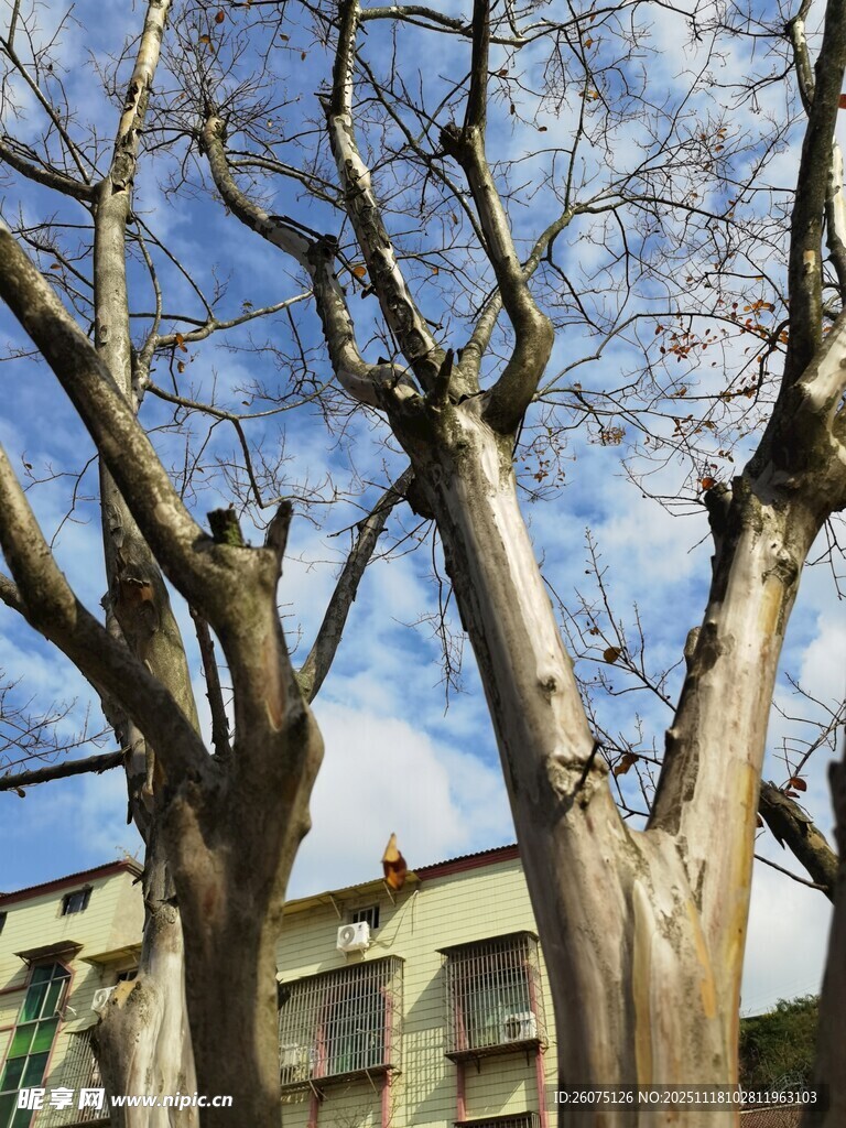 冬日光秃树干与背后建筑