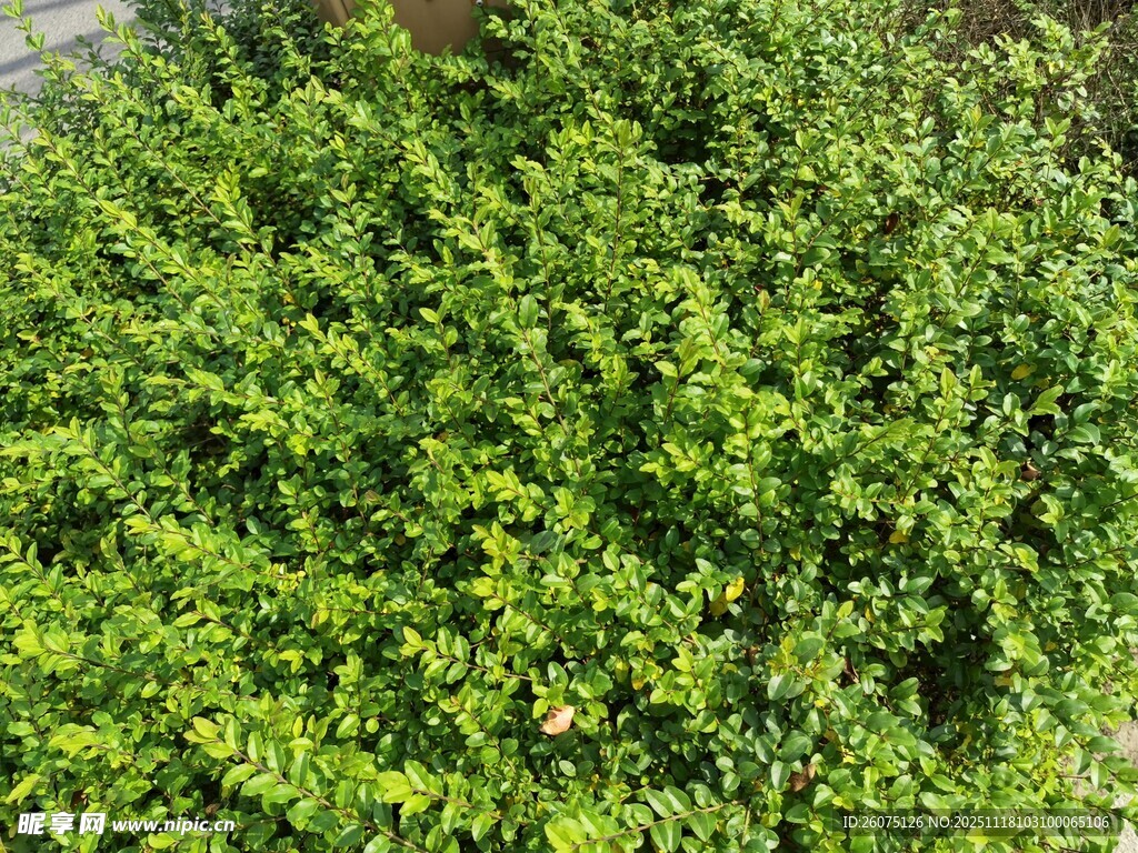 翠绿繁茂的灌木丛