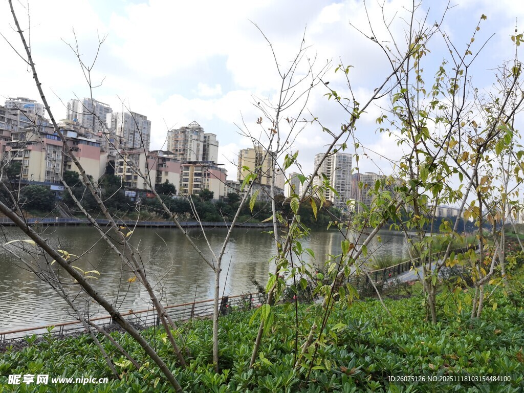 河畔绿植与远处城市景观