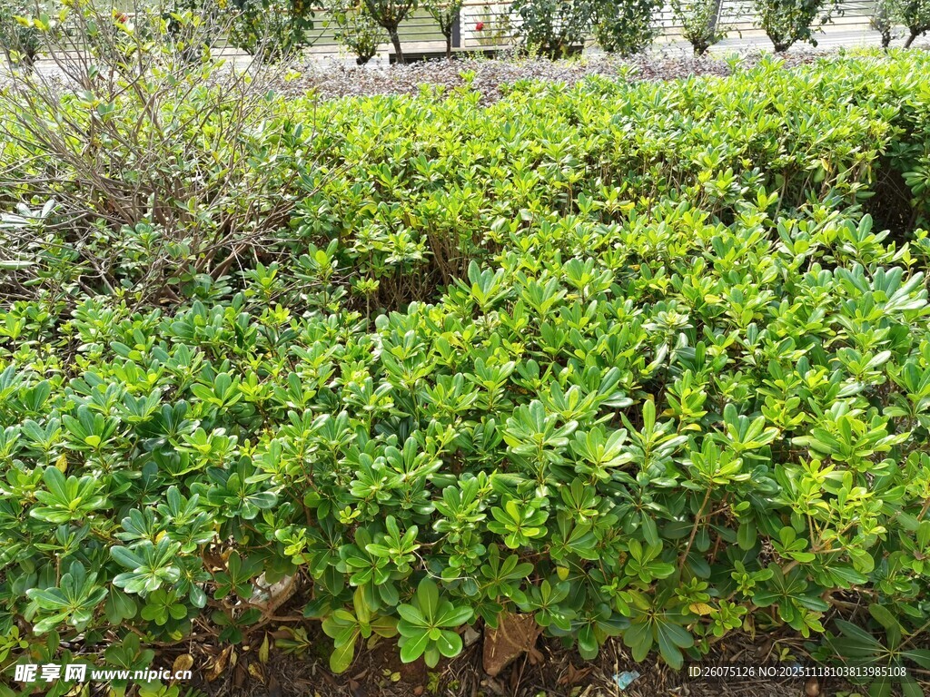 绿意盎然的灌木丛景观