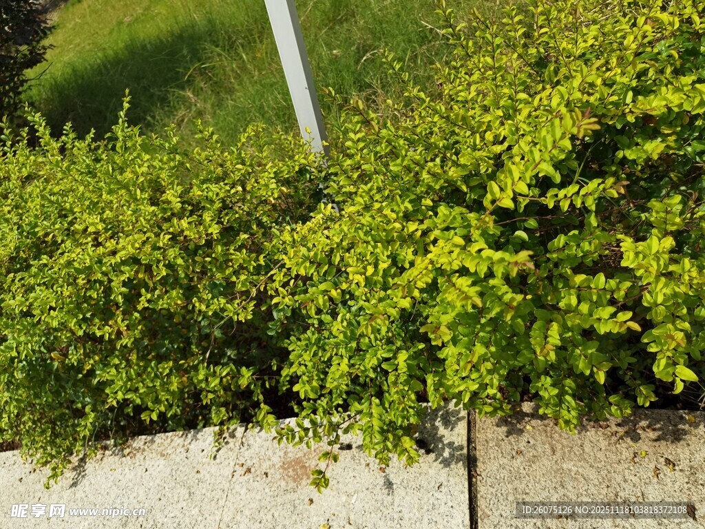 翠绿繁茂的低矮灌木丛