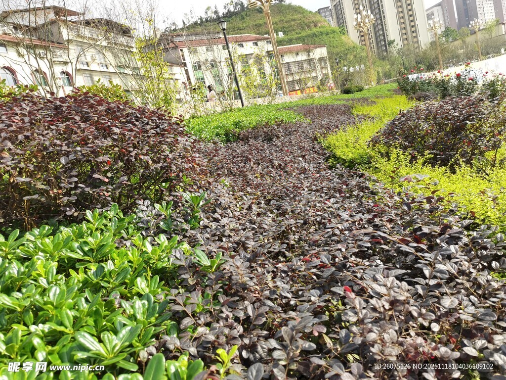 多彩植物装点的花园小径