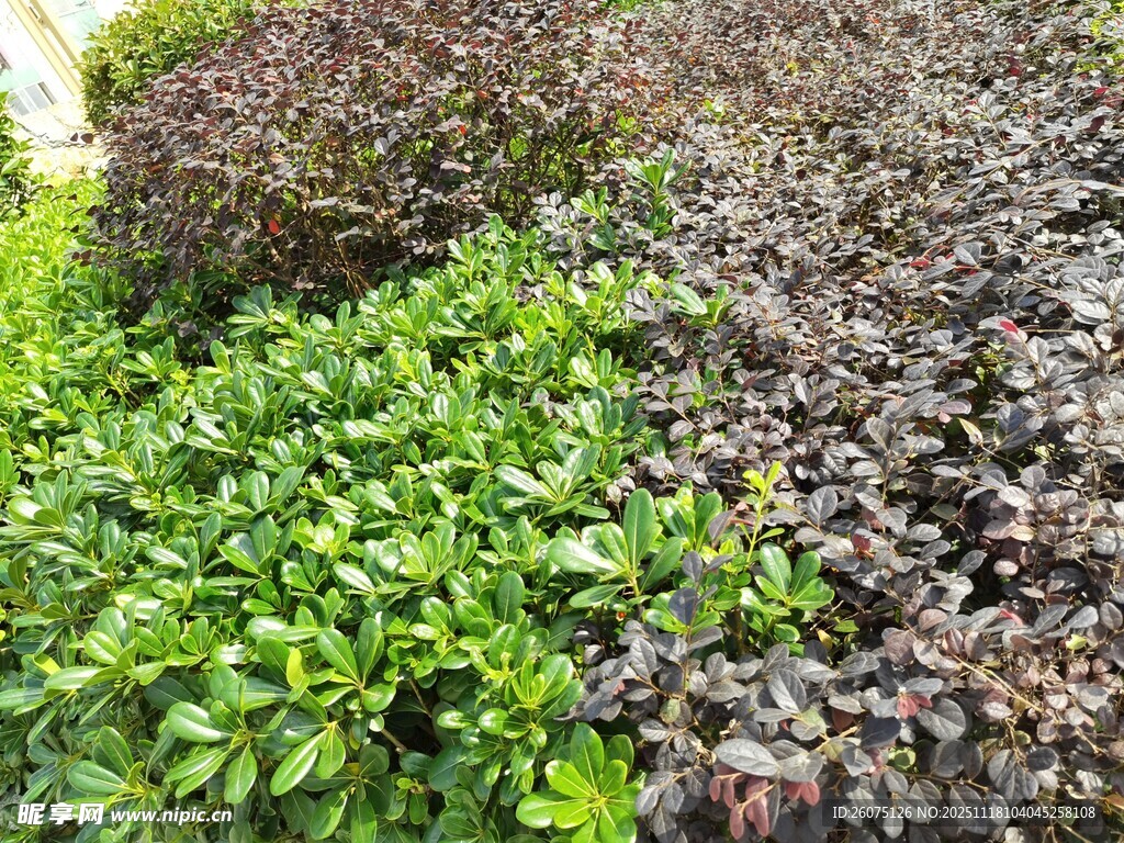 多彩绿植景观