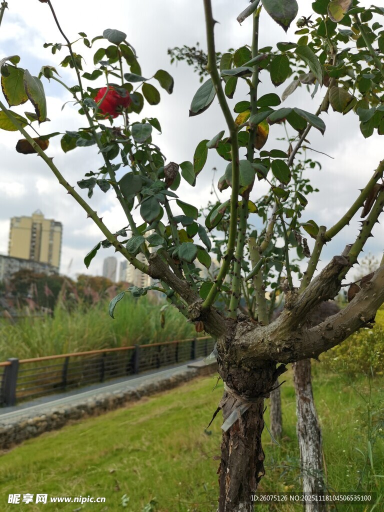 河边虬枝玫瑰树