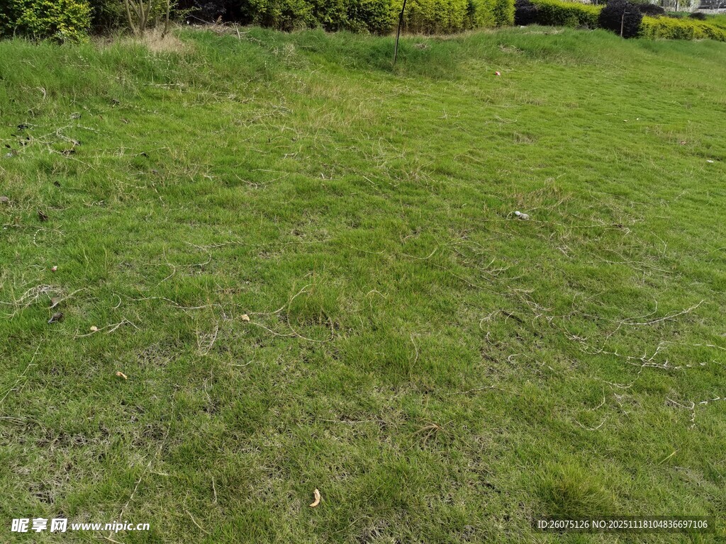 翠绿草坪自然清新景致