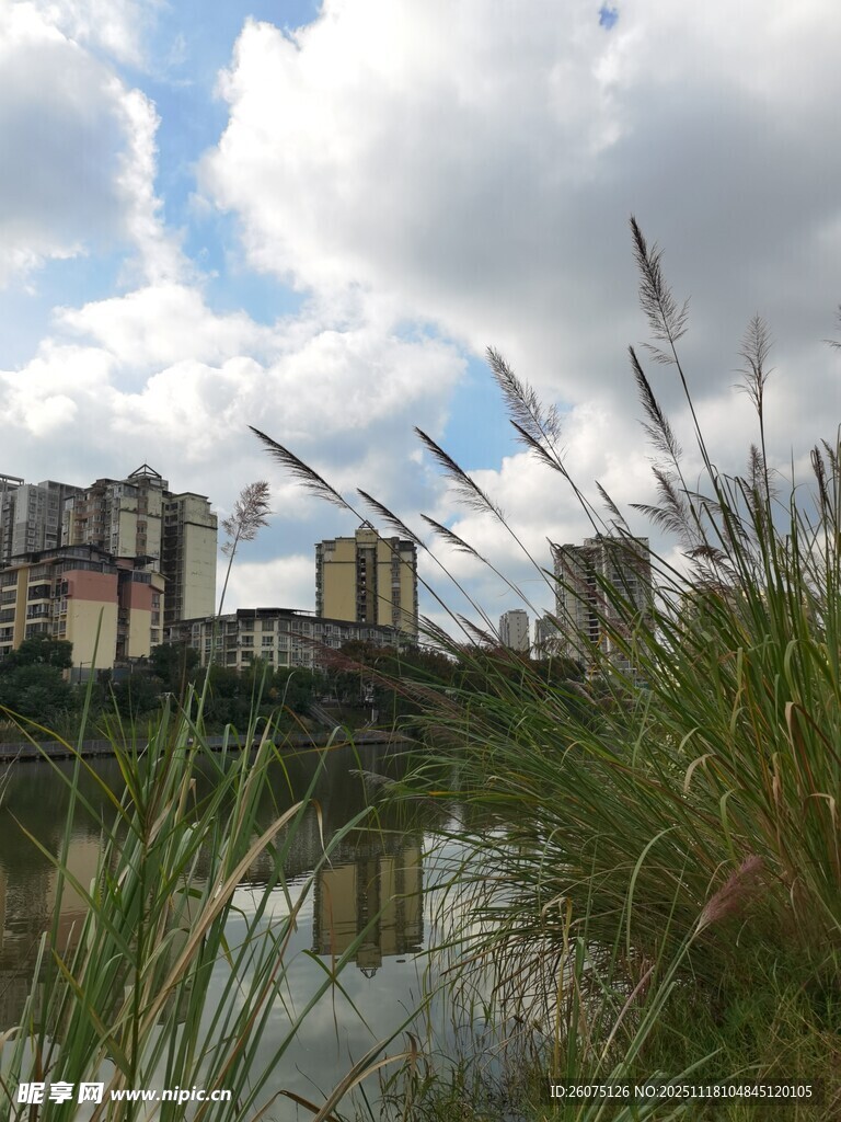 湖畔高楼与葱郁草木景观