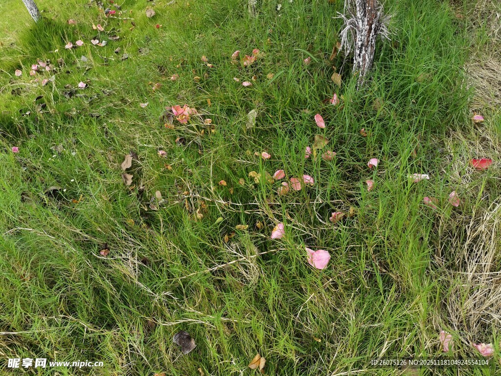 草地上的落叶与野花